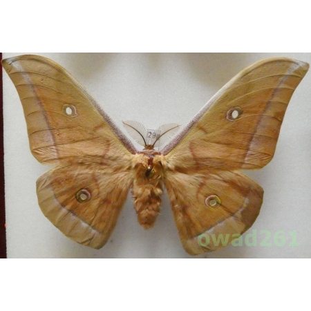 Antheraea pernyi (Guérin-Méneville, 1855) male ex. ovo China 131mm29g